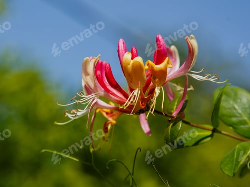 Preview: Flowering Lonicera Caprifolium ,Honeysuckle Capryfall. Beautiful Flowering Liana In The Garden