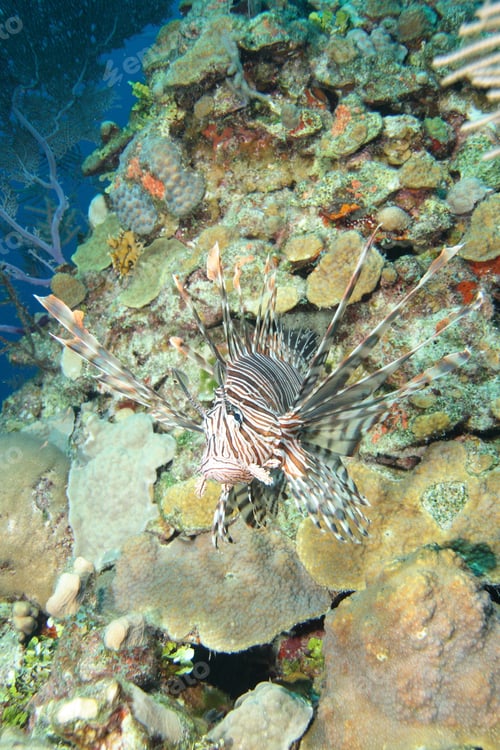 Preview: Common Lionfish