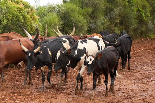 Preview: Ankole Longhorn Cattle In Rural Uganda, Africa
