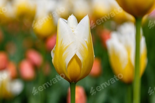 Preview: Yellow Tulips In The Garden. Sort Orange Cassini. Bulbous Plants In The Garden.