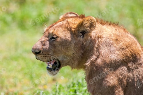 Preview: Lioness In The Serengeti National Park, Tanzania