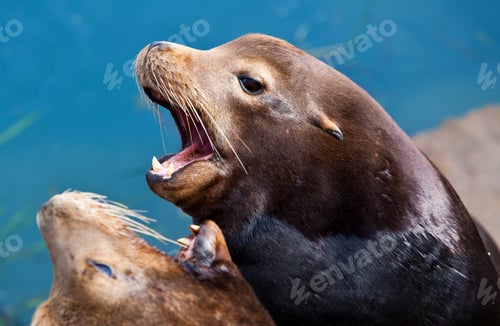 Preview: California Seal Commonly Called Sea Lion In Morro Bay, California, Usa