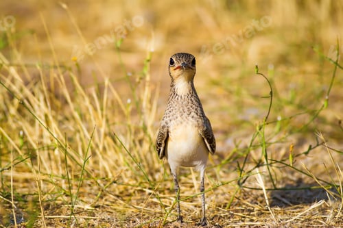 Preview: Cute Bird. Collared Pratincole / Glareola Pratincola