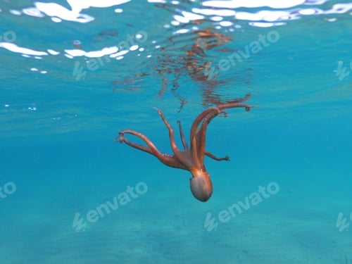 Visualização: Underwater Scuba Photo Of Octopus Swimming In Tropical Exotic Turquoise Sandy Pacific Ocean Beach