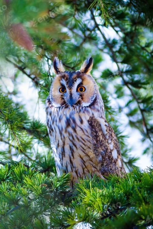 Preview: Forest And Owl. Green Pine Tree Background.
