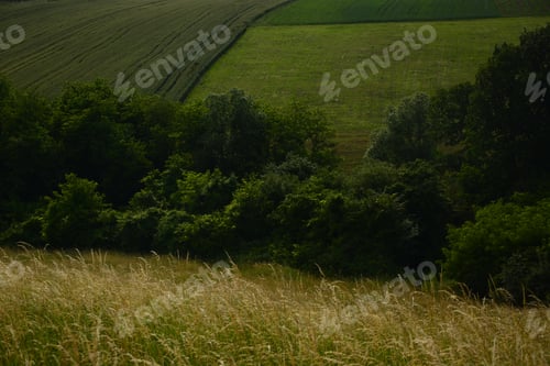 Preview: Fresh Green Wheat Fields