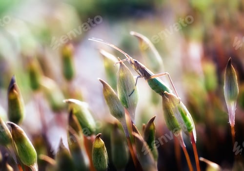Preview: Green Bug In Moss Macro