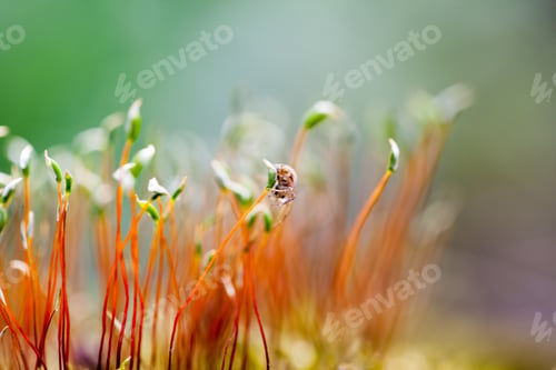 Preview: Abstract, Colorful Composition With Moss Flowers In Spring