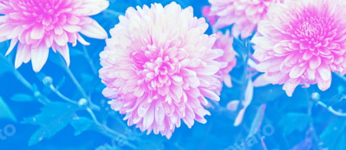 Preview: Colorful Chrysanthemum Flowers On A Background Of The Autumn Landscape. Meadow Blooming