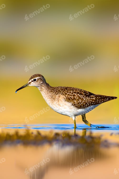 Preview: Cute Water Bird. Natural Background.