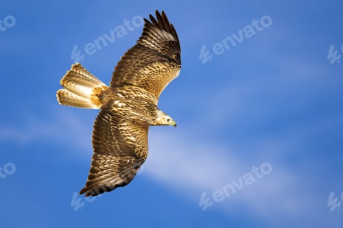 Preview: Bird Of Prey. Isolated Bird. Blue Sky Background. Long Legged Buzzard. Buteo Rufinus.