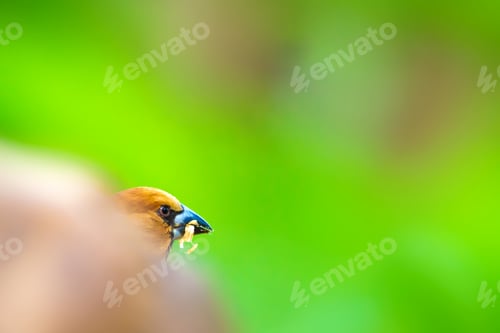 Preview: Cute Bird Hawfinch And Green Nature Background.