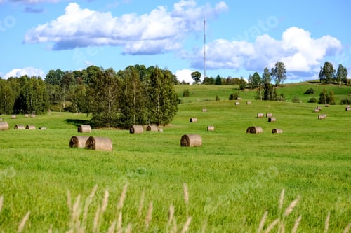 Preview: Rolls Of Hay Laying In Distant Field In The Countryside On The Green Grass In Meadow With Forest