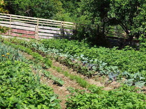Preview: Organic Vegetable Farm Near Zywiec, Poland. Potato Field And Vegetables.