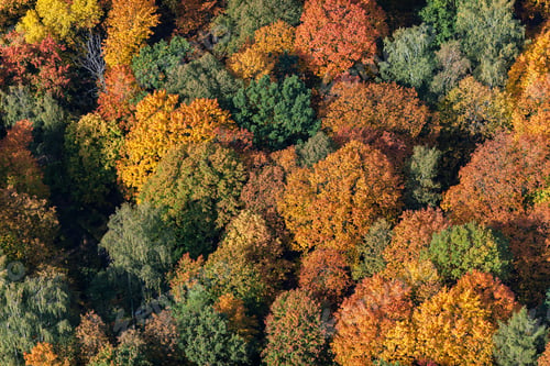 Preview: Aerial View Over The Colorful Trees In Autumn