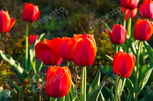 Preview: Colorful Tulips In Early Spring In The Garden