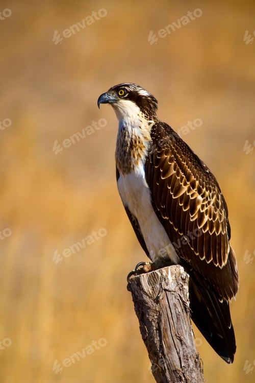 Preview: Osprey. Yellow Nature Background.