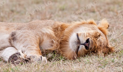 Preview: Male African Lion In The Maasai Mara, Kenya