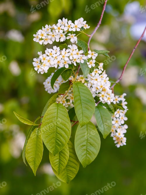 Preview: Branch Of Bird Cherry. Copy Space. Blossoming Bird Cherry