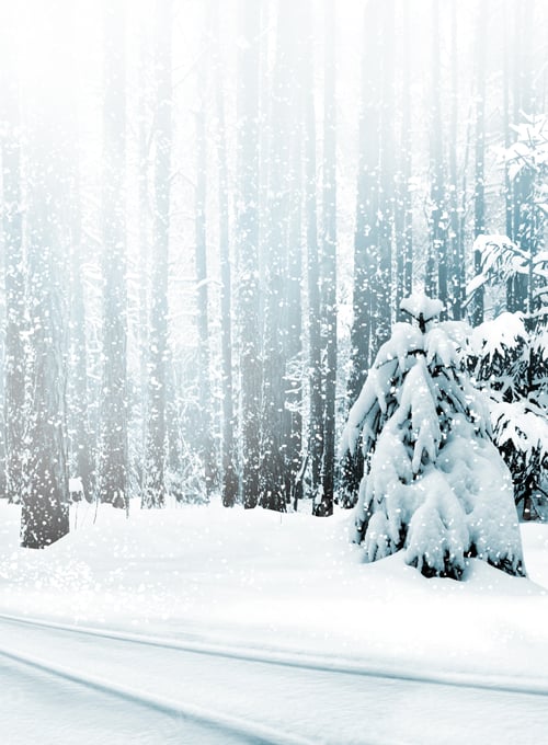 Preview: Winter Forest. Winter Landscape