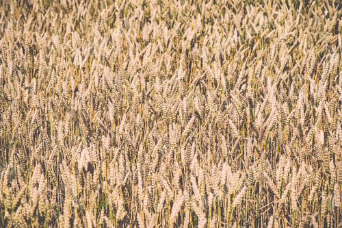 Preview: Yellow Wheat Field Close Up Macro Photograph With Abstract Texture - Vintage Toned Image
