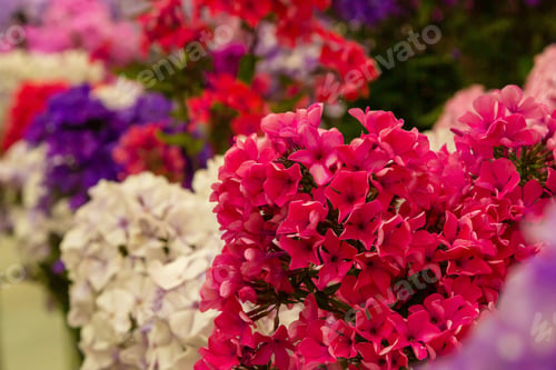 Preview: Beautiful Different Inflorescences Of Phlox Paniculatа At The Botanical Exhibition. The Flowers Of