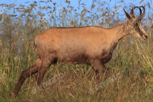 Preview: Chamois (Rupicapra Rupicapra) Vosges Mountains, France