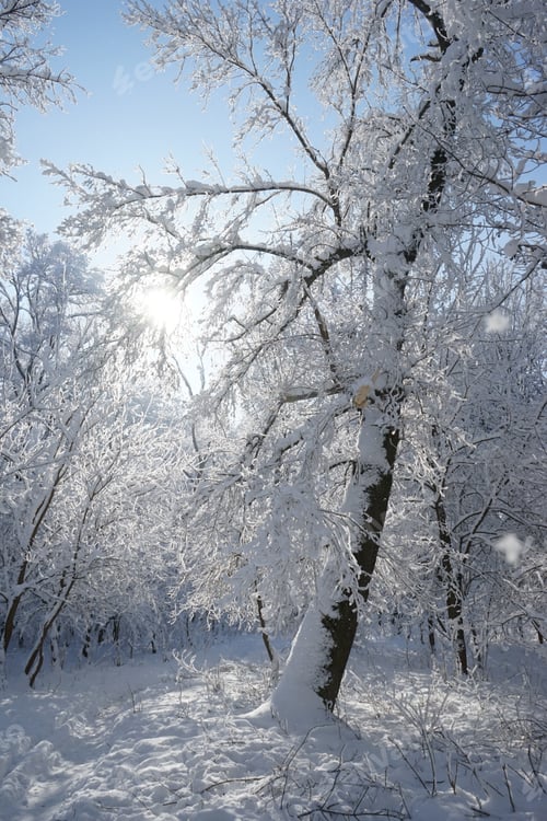Preview: Winter Landscape In The Park In A Cold, But Sunny Day. High Resolution And Beautiful Snow Details