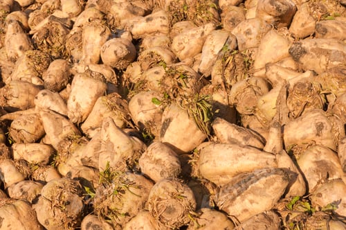 Preview: Close-Up Of Sugar Beets In A Heap In The Sun Waiting For The Conveyor