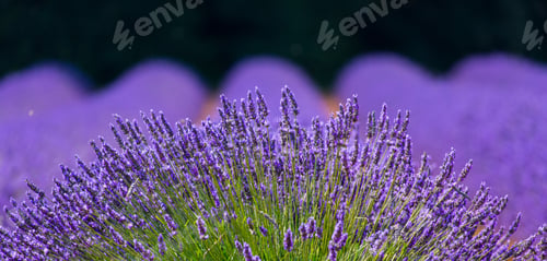 Preview: Lavender (Lavandin) Plant Fields In Valensole Plateau Of The Alps In Haute Provence Region Of