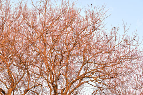 Preview: Winter Tree