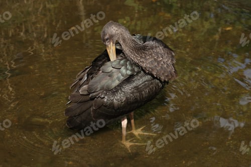 Preview: Young Black Stork (Ciconia Nigra) Saxony Germany