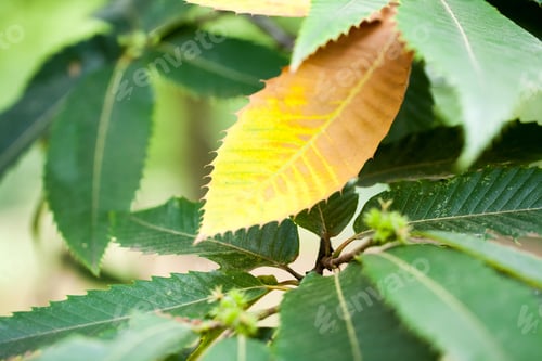 Preview: Quercus Turner (Turner'S Oak) - Tree And Details
