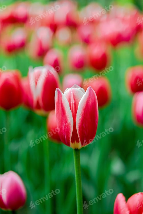 Preview: Tulips Are Red, Sort Candy Apple Delight. Bulbous Plants In The Garden.
