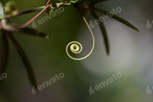 Preview: Passion Flower (Passiflora Incarnata) With Details