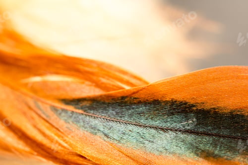 Preview: Colorful Rooster Feather With Details And Reflexions