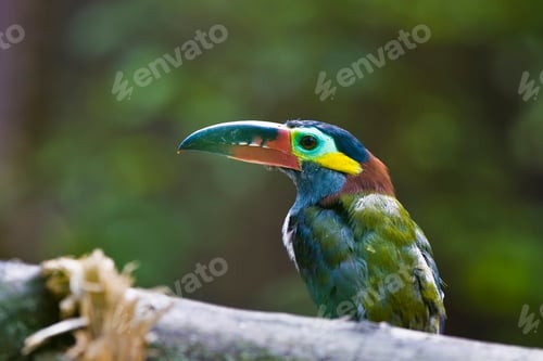 Preview: Colourful Toucan On A Branch