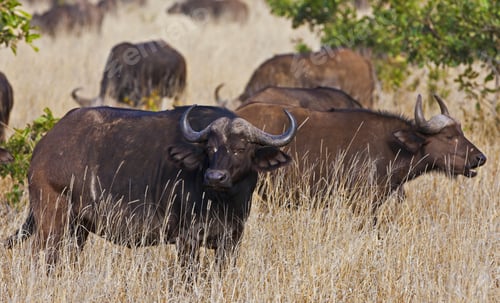 Preview: African Cape Buffalo In Kruger National Park, South Africa