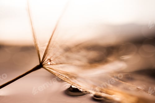 Preview: Macro, Abstract Composition With Colorful Water Drops On Dandelion Seeds