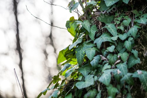 Preview: Beautiful, Wild Ivy On Tree Bark In The Park