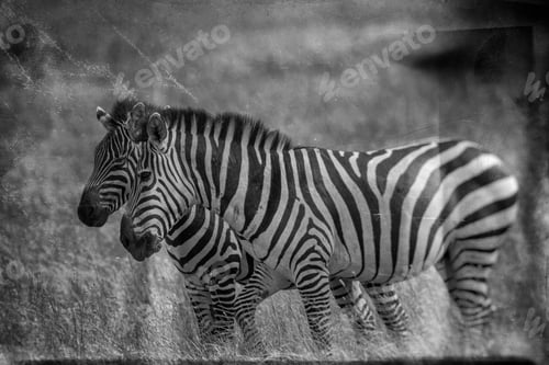 Preview: Zebras In The Serengeti National Park, Tanzania