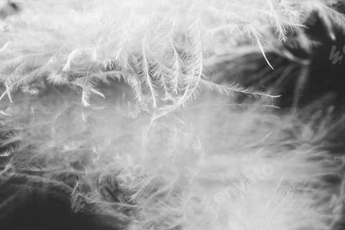 Preview: Guinea Hen Feather With Dark Background