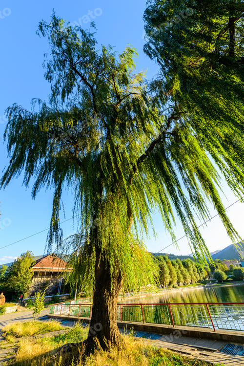 Preview: Willow Trees From Above, Armenia