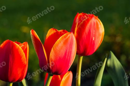Preview: Colorful Tulips In Early Spring In The Garden