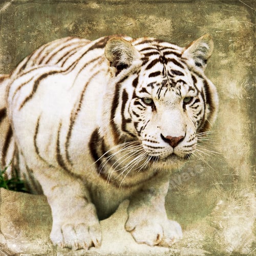 Preview: White Bengal Tiger, Isolated On Textured Grunge Background