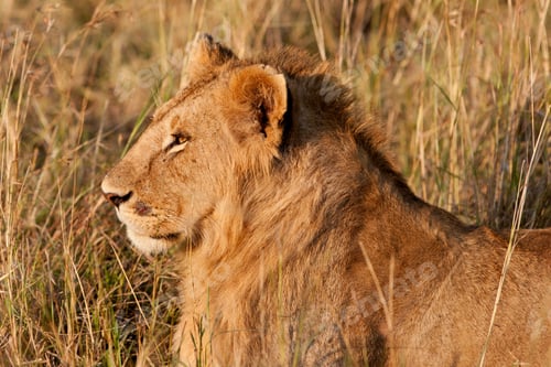 Preview: African Lion In The Maasai Mara National Park, Kenya