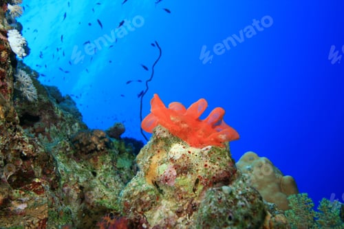 Preview: Spanish Dancer'S Eggs