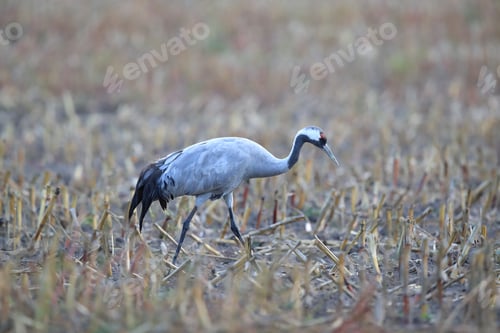 Preview: Common Cranes In The Field Mecklenburg Germany