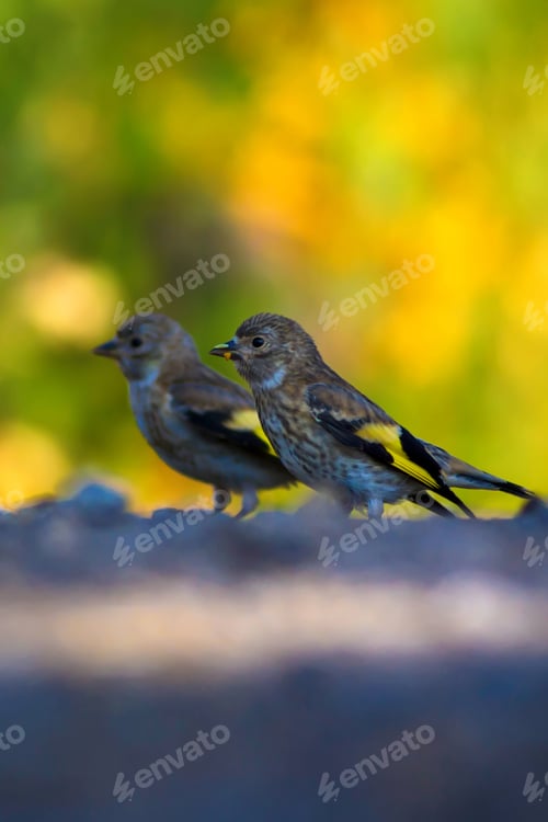 Preview: Cute Bird Goldfinch. Nature Background. European Goldfinch / Carduelis Carduelis
