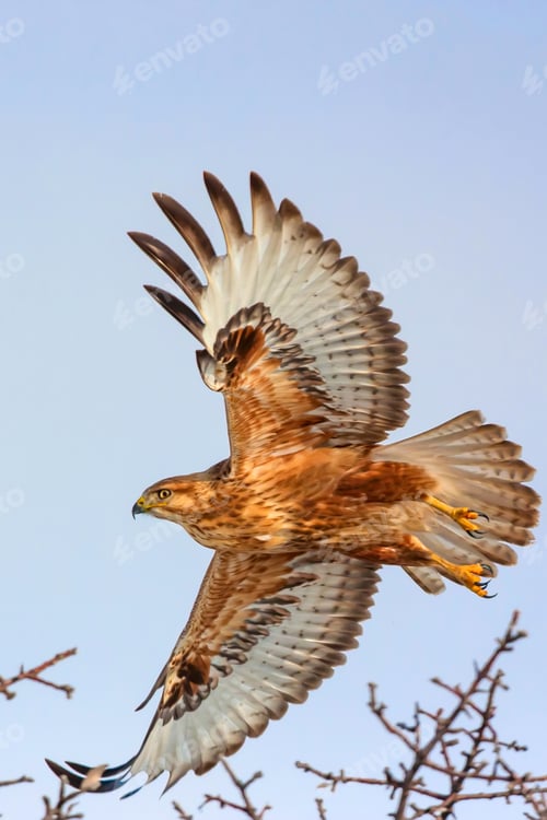 Preview: Flying Bird. Bird Of Prey. Blue Sky Background.